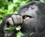 gorilla eating