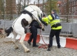 Smithfield Horse Market: Garda Police Tackled By Stallion