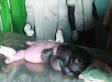 'Half-Sheep Half-Human' Baby Causes Outrage In Sokoto, Northwest Nigeria