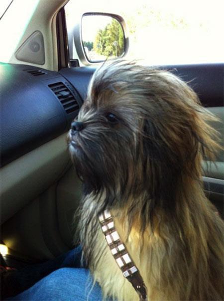 The Dog from Kashyyyk