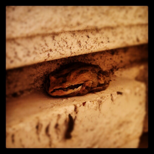 Tree frog chillin'