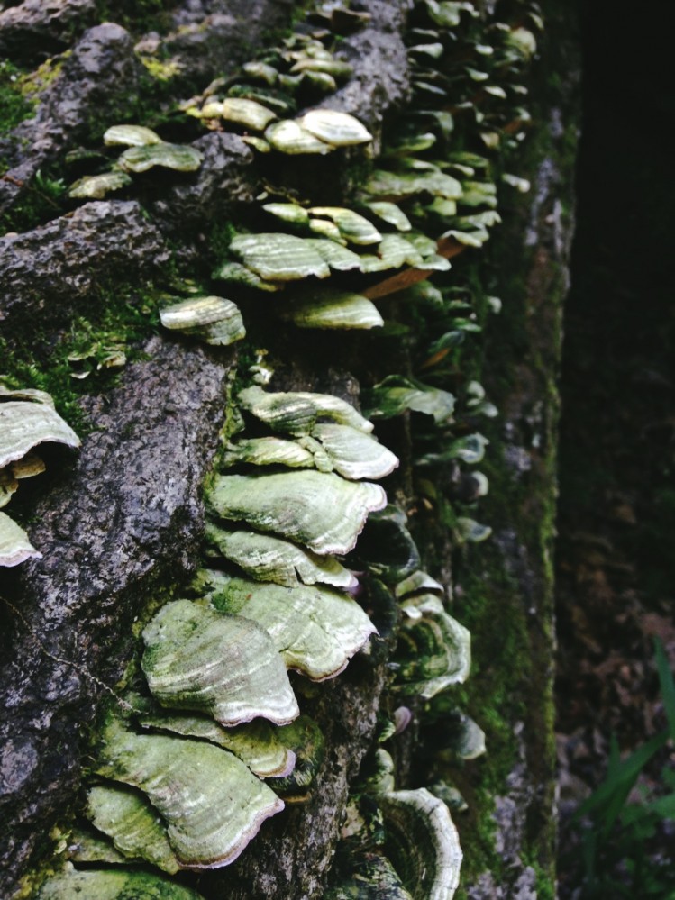 Starved Rock 2014 - 04