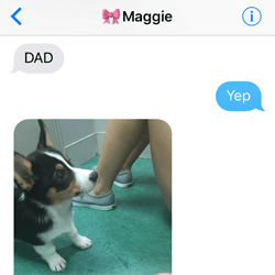 Corgi Doggo Exchange 1