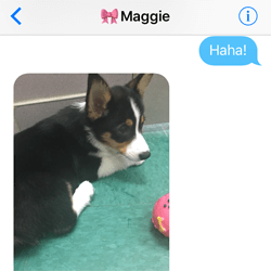 Corgi Doggo Exchange - Corgi Doggo Exchange 4