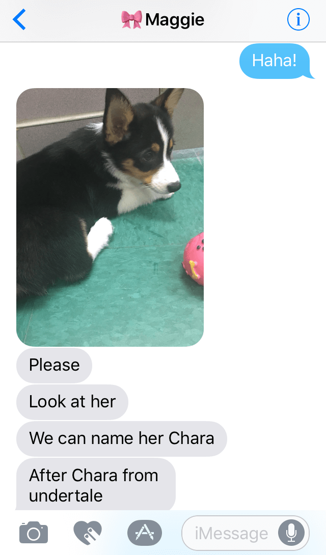 Corgi Doggo Exchange 4