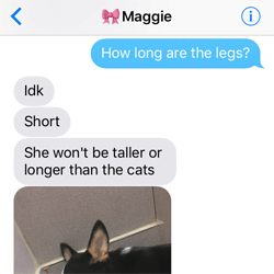 Corgi Doggo Exchange - Corgi Doggo Exchange 5
