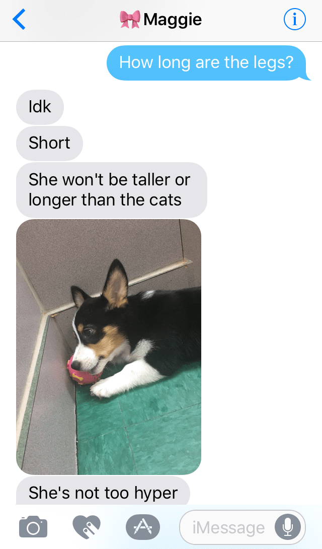 Corgi Doggo Exchange 5