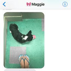 Corgi Doggo Exchange - Corgi Doggo Exchange 8