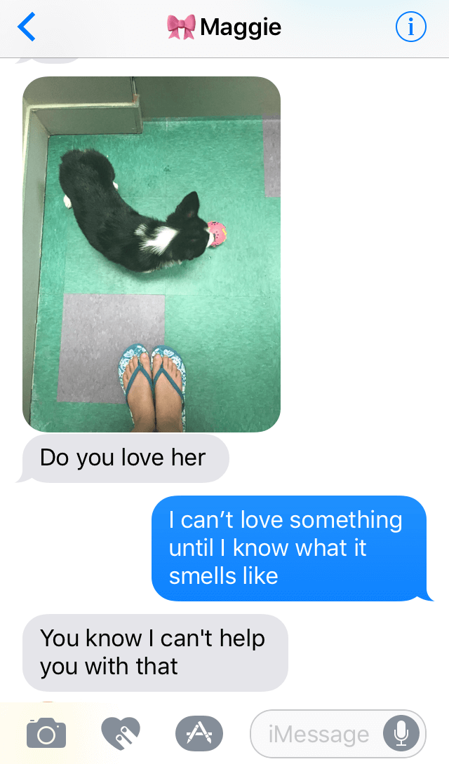 Corgi Doggo Exchange 8