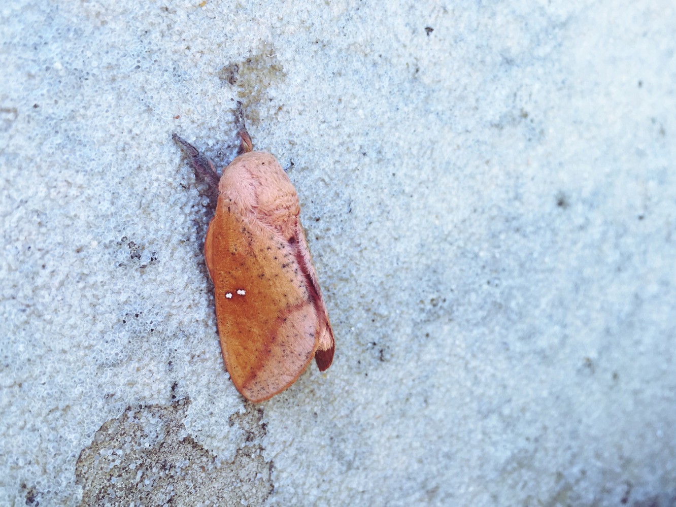 Fabyan Nature Walk 2017 - 05 - Who is this mysterious creature