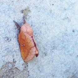 Fabyan Nature Walk 2017 - Fabyan Nature Walk 2017 - 05 - Who is this mysterious creature