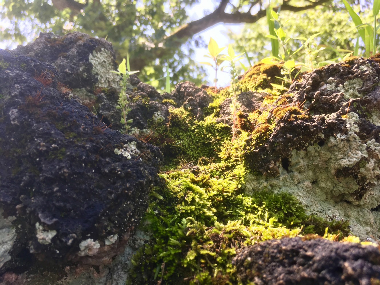 Fabyan Nature Walk 2017 - 07 - Mossy rocks