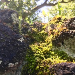 Fabyan Nature Walk 2017 - Fabyan Nature Walk 2017 - 07 - Mossy rocks