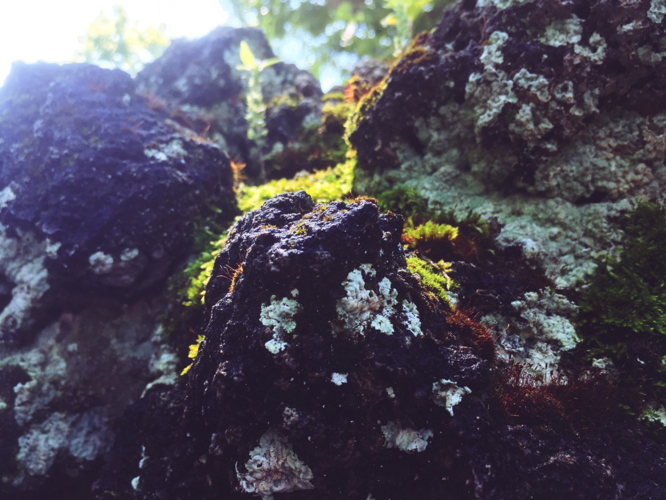 Fabyan Nature Walk 2017 - 09 - More mossy rocks
