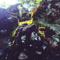 Fabyan Nature Walk 2017 - Fabyan Nature Walk 2017 - 09 - More mossy rocks