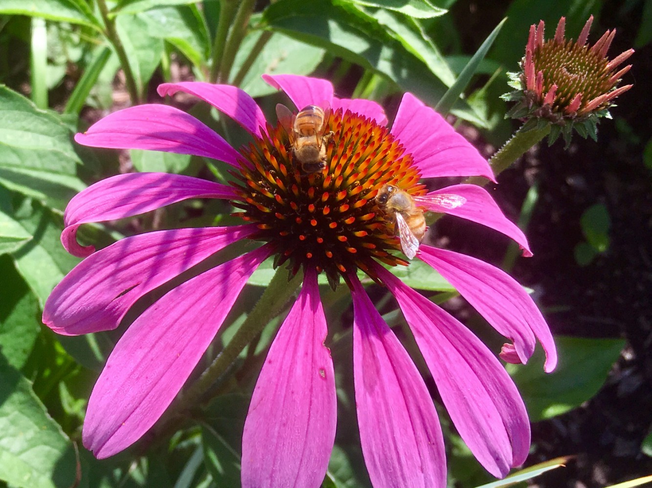 Fabyan Nature Walk 2017 - 11 - Bee farming on a coneflower