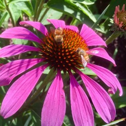 Fabyan Nature Walk 2017 - Fabyan Nature Walk 2017 - 11 - Bee farming on a coneflower