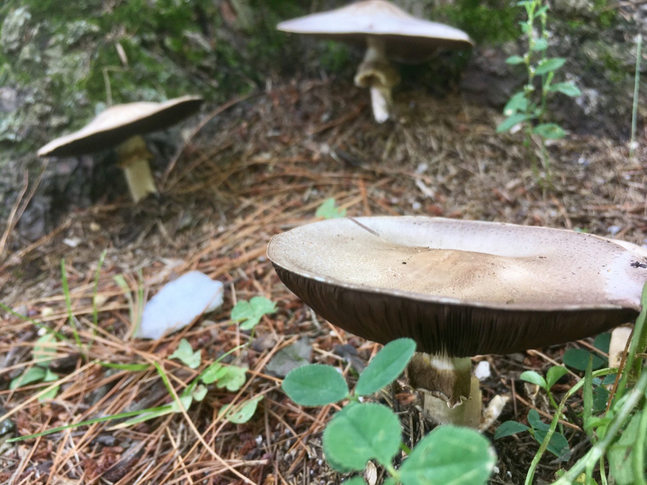 Fabyan Nature Walk 2017 - 12 - Mushrooms or UFOs