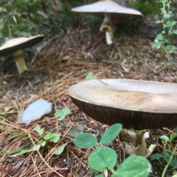 Fabyan Nature Walk 2017 - Fabyan Nature Walk 2017 - 12 - Mushrooms or UFOs