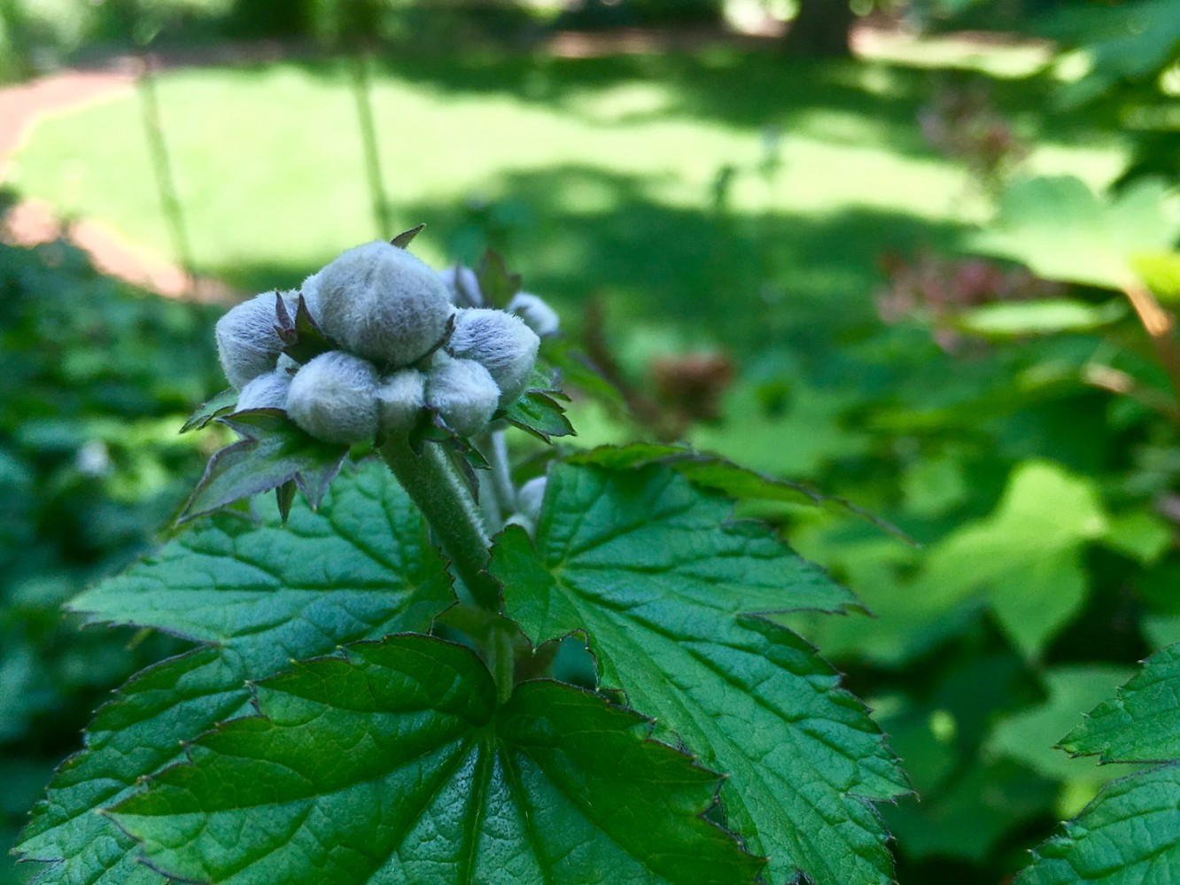 Fabyan Nature Walk 2017 - 13 - Who are these mysterious buds