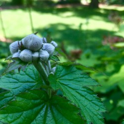Fabyan Nature Walk 2017 - Fabyan Nature Walk 2017 - 13 - Who are these mysterious buds