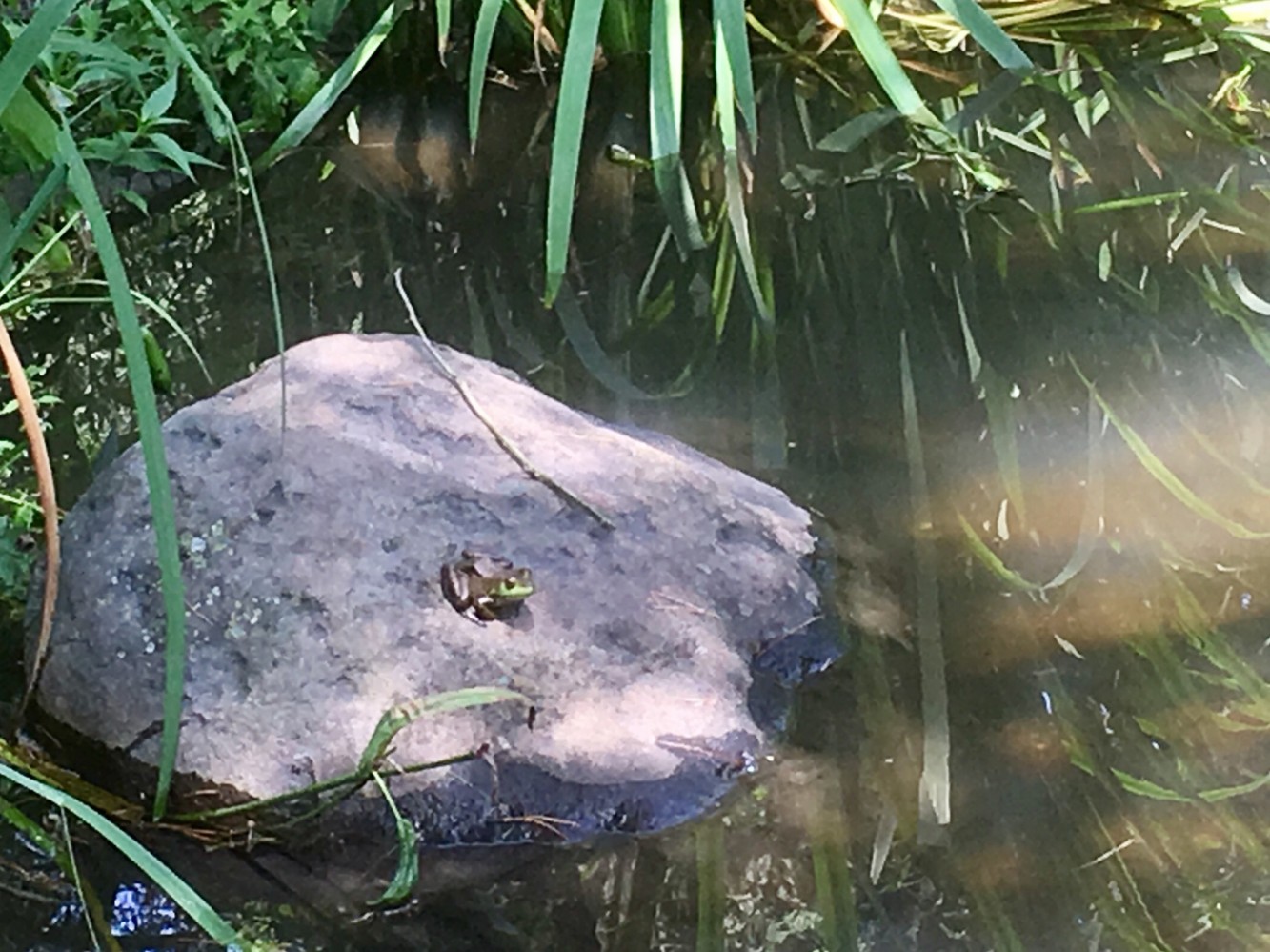 Fabyan Nature Walk 2017 - 14 - Frog in the Japanese Gardens pond