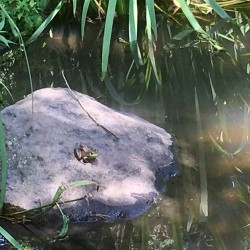 Fabyan Nature Walk 2017 - Fabyan Nature Walk 2017 - 14 - Frog in the Japanese Gardens pond