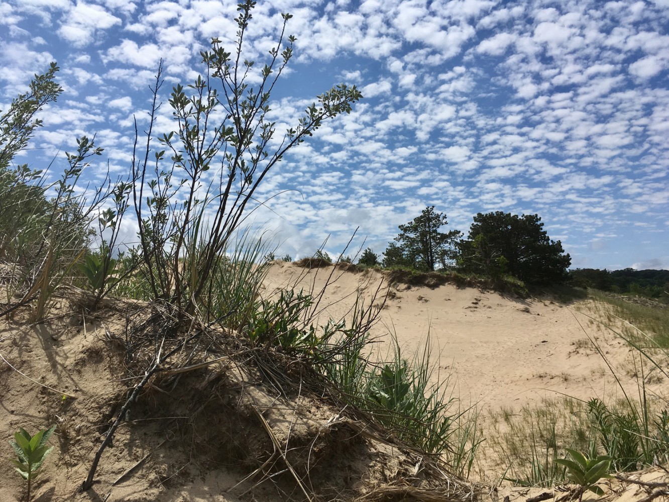 Lake Michigan 2017 - 17 - Saugatuck Dunes State Park
