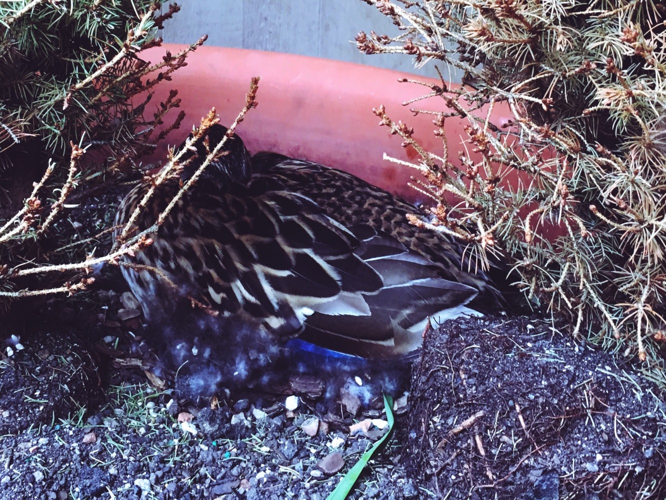 Random things 2017 - Duck napping in a pot