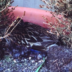 Random things photoshoot in Geneva, IL 2017 - Random things 2017 - Duck napping in a pot