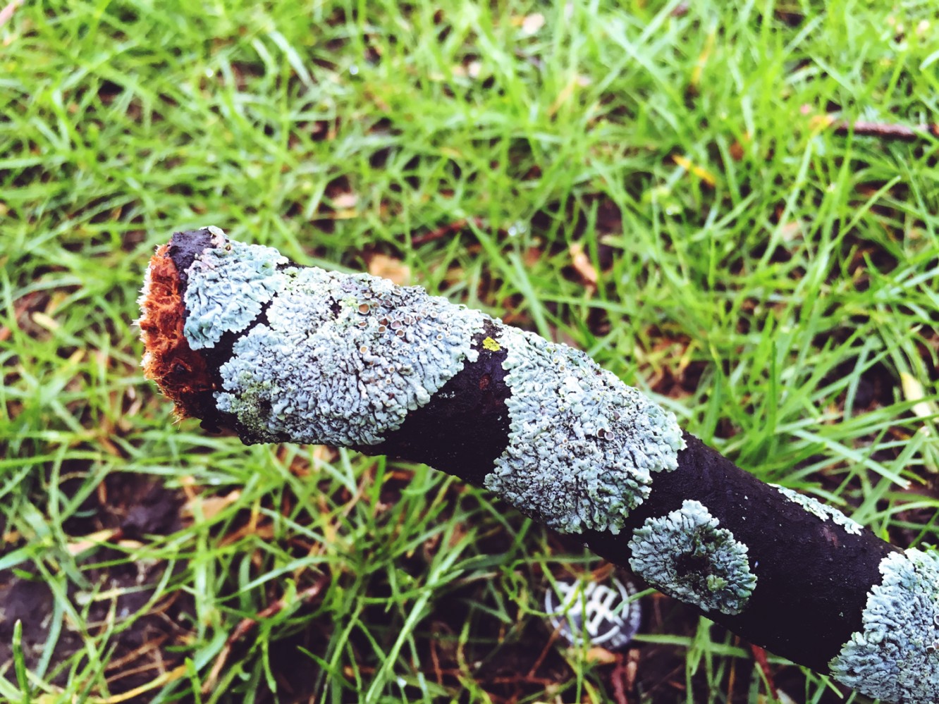 Random things 2017 - Lichens on a broken branch