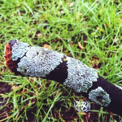 Lichens on a broken branch