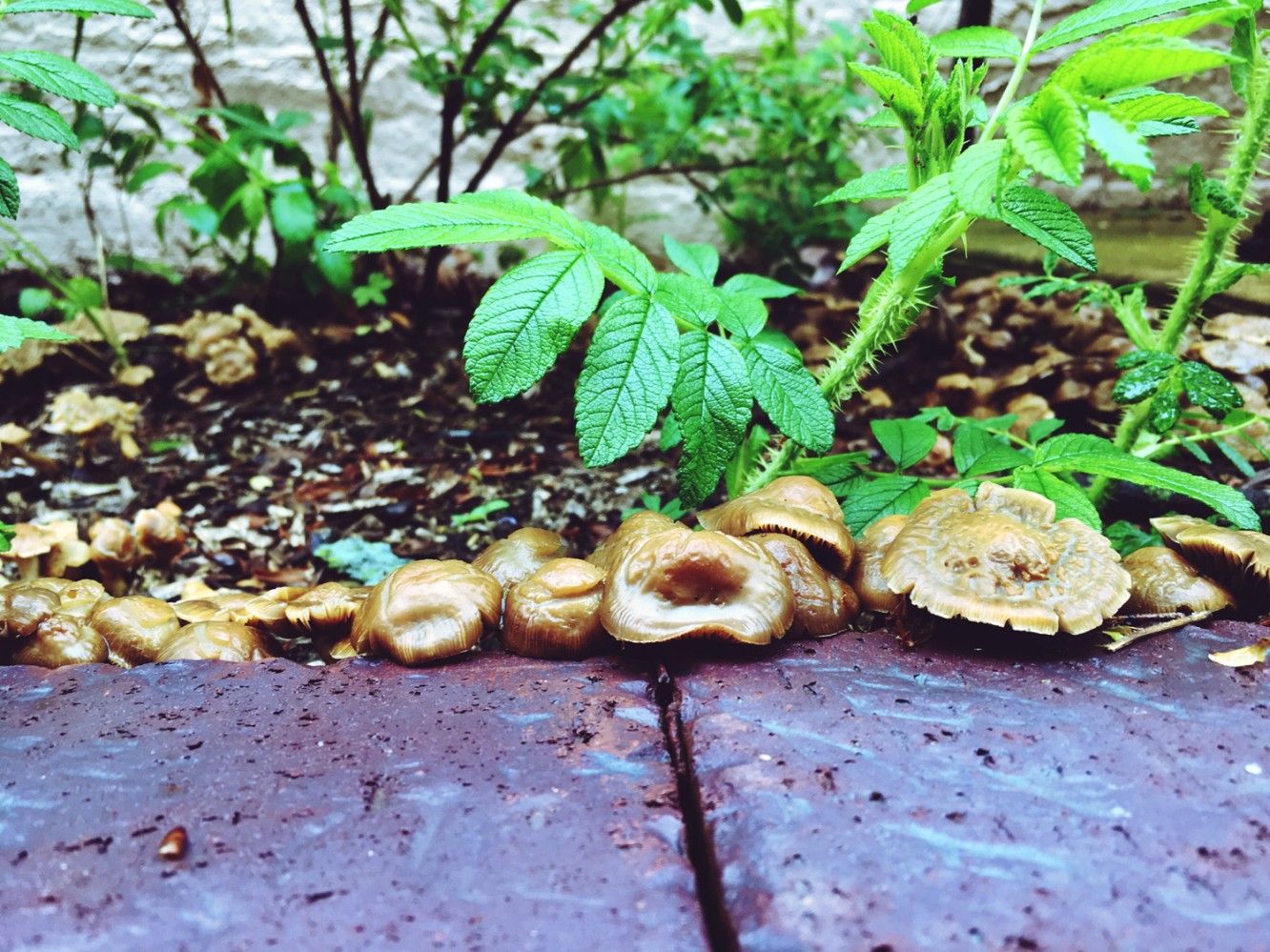 Random things 2017 - Mushrooms creeping by the sidewalk