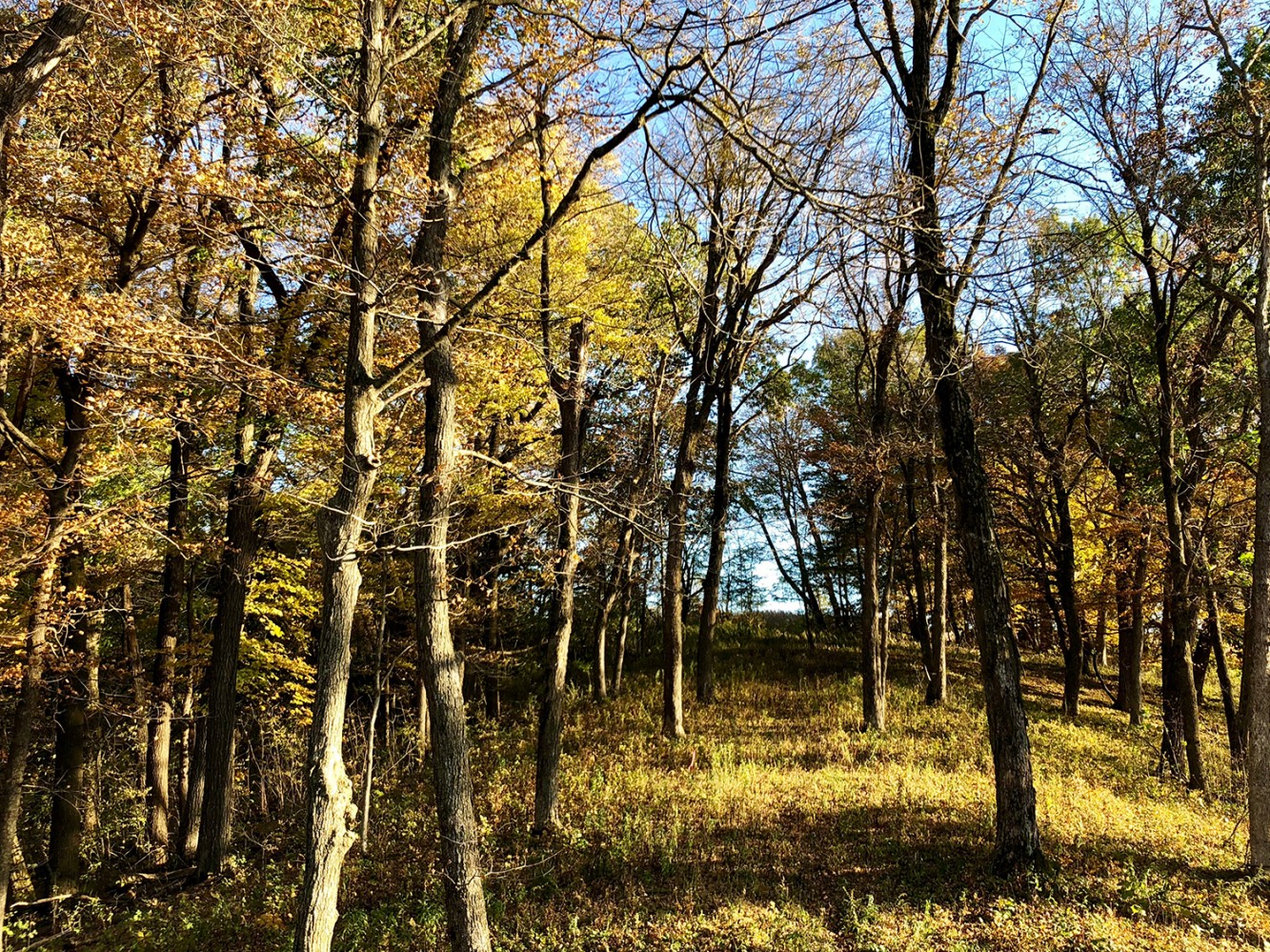 Iowa Fall 2018 - 04
