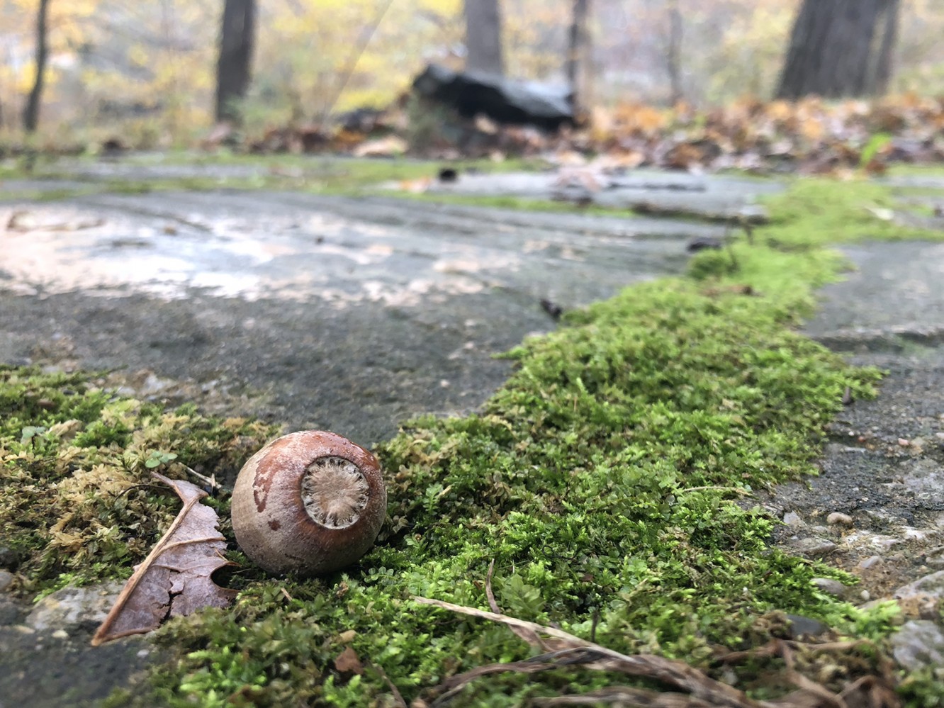 Iowa Fall 2018 - 11