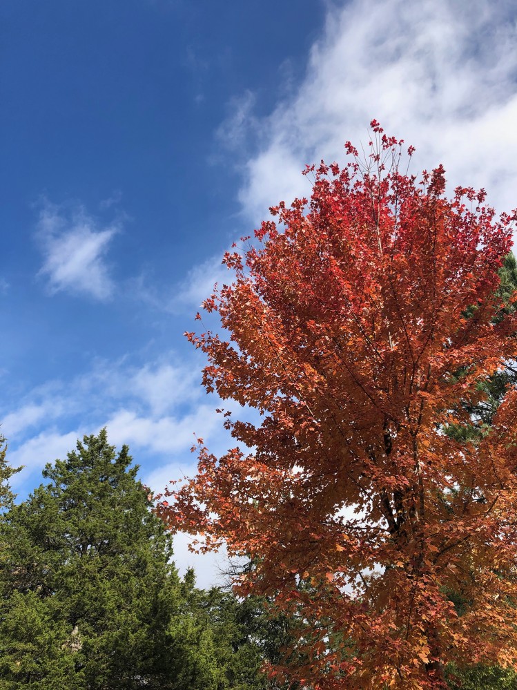Iowa Fall 2018 - 16