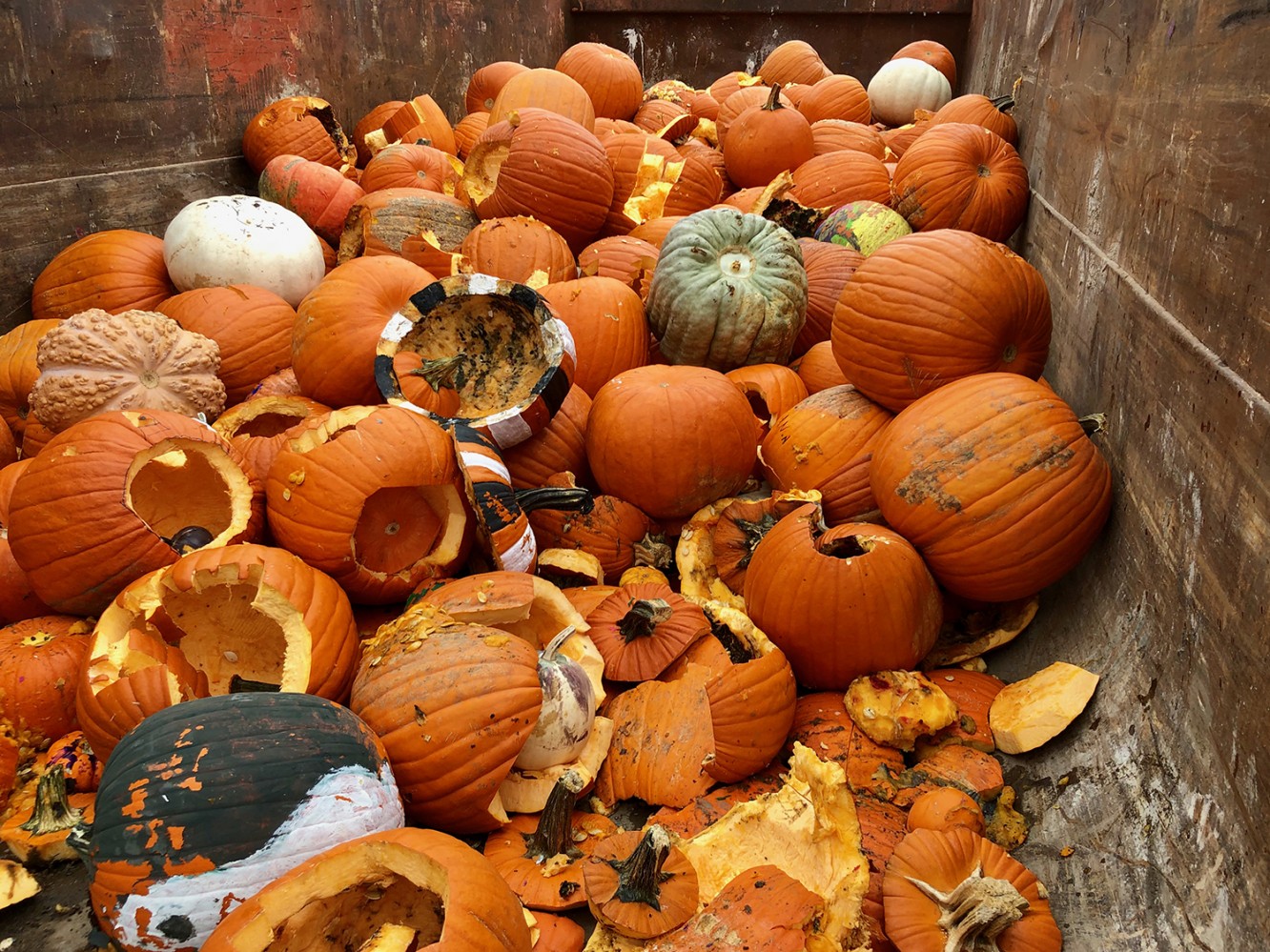 Pumpkin Composting Event 2 - 3