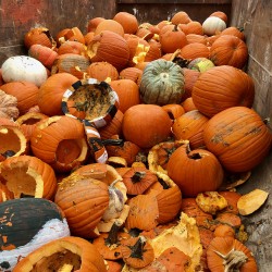 Pumpkin Composting Event - Pumpkin Composting Event 2 - 3