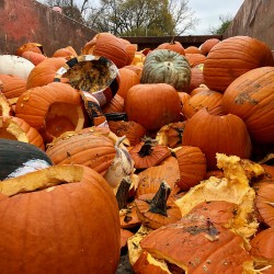 Pumpkin Composting Event - Pumpkin Composting Event 2 - 4