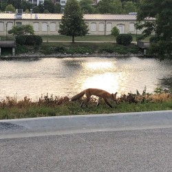 Foxes on the Fox River 2019 - 1