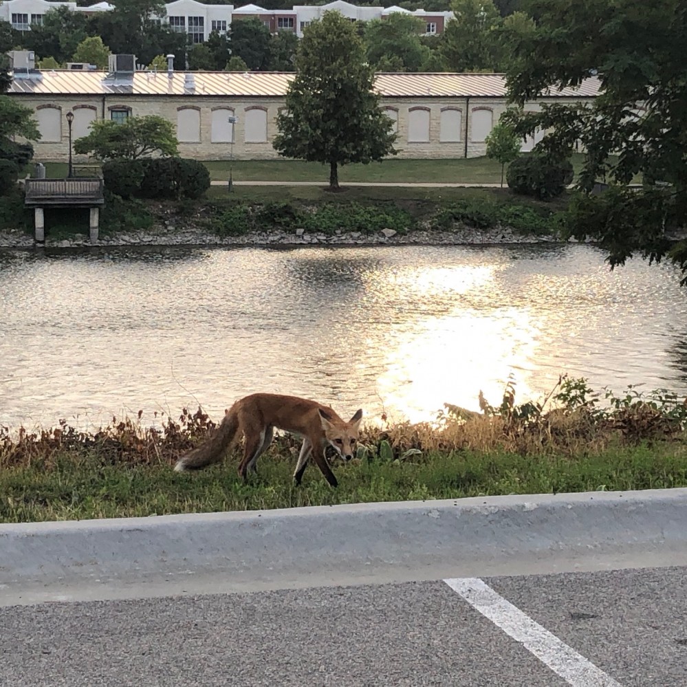Foxes on the Fox River 2019 - 2