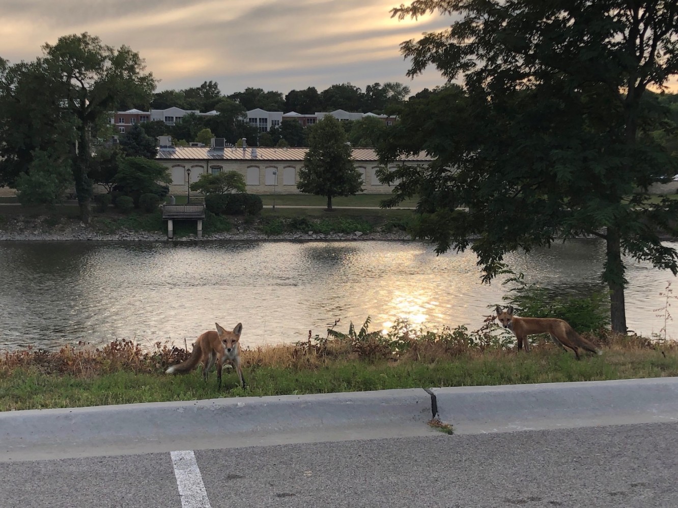 Foxes on the Fox River 2019 - 3