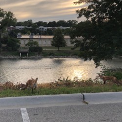 Foxes on the Fox River 2019 - 3