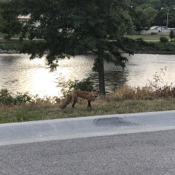 Foxes on the Fox River 2019 - Foxes on the Fox River 2019 - 4