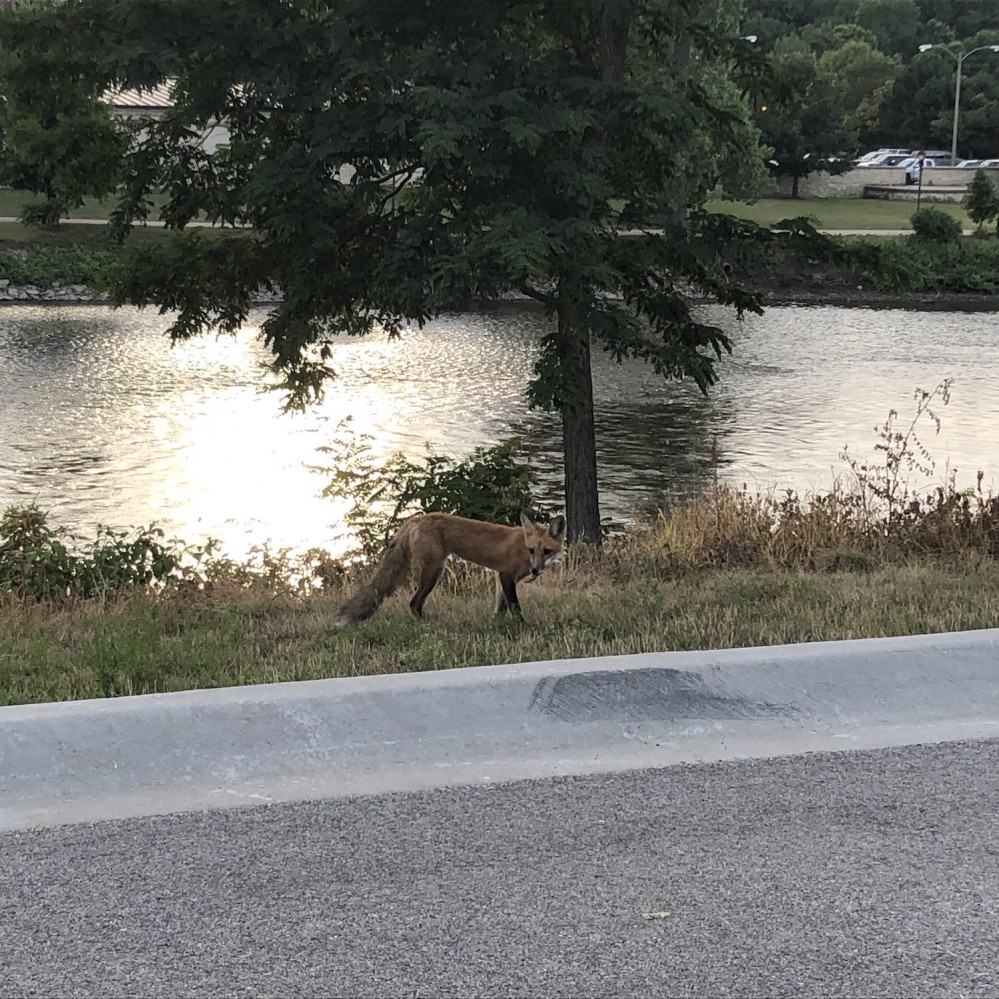 Foxes on the Fox River 2019 - 4