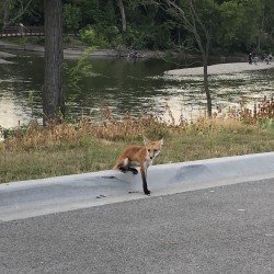 Foxes on the Fox River 2019