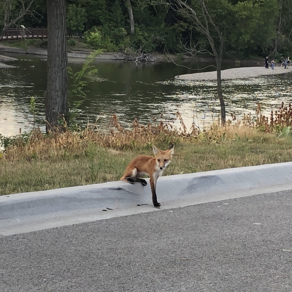 Foxes on the Fox River 2019 - 5