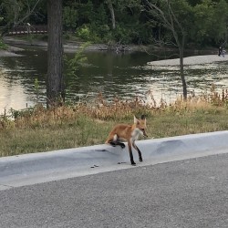 Foxes on the Fox River 2019 - 6