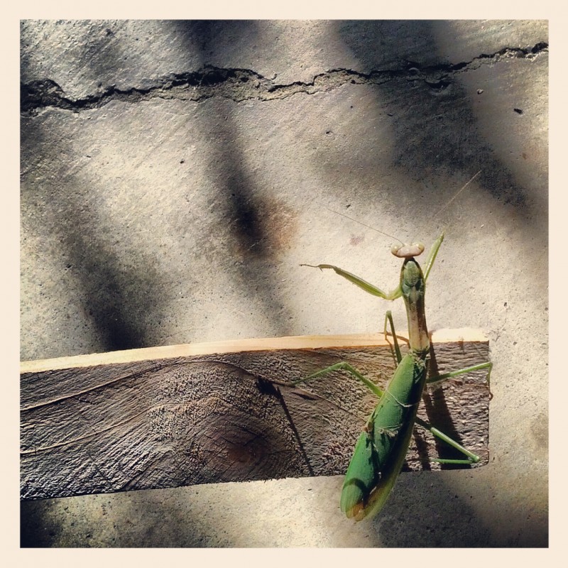 A praying mantis in the garage - photo print - Primary Image