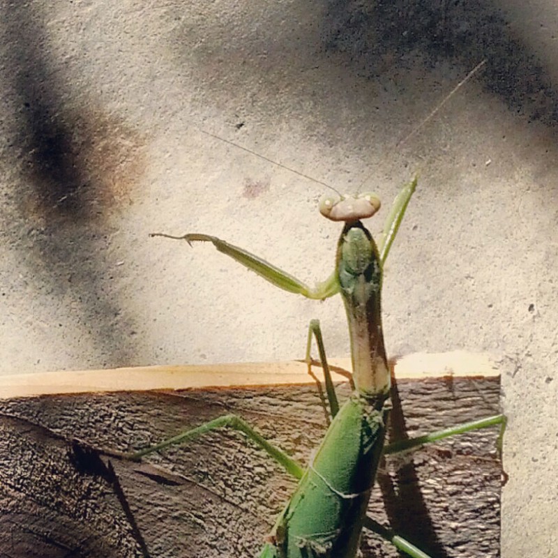 A praying mantis in the garage - photo print - Additional Image 1